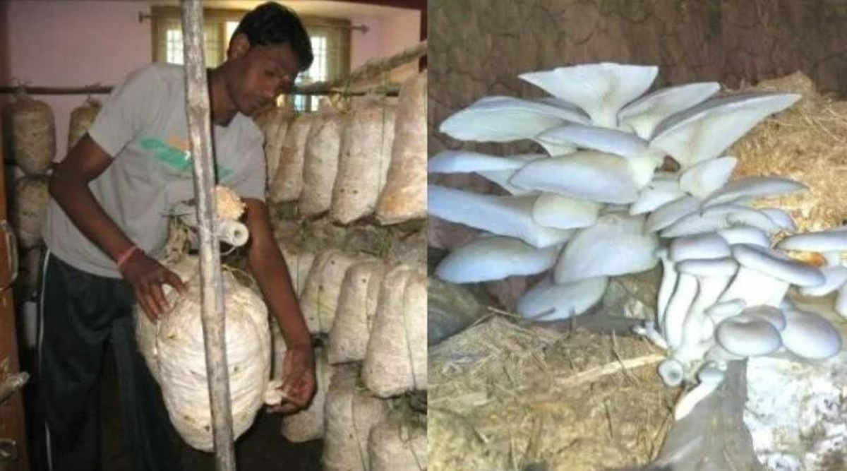 मशरूम की खेती mushroom farming