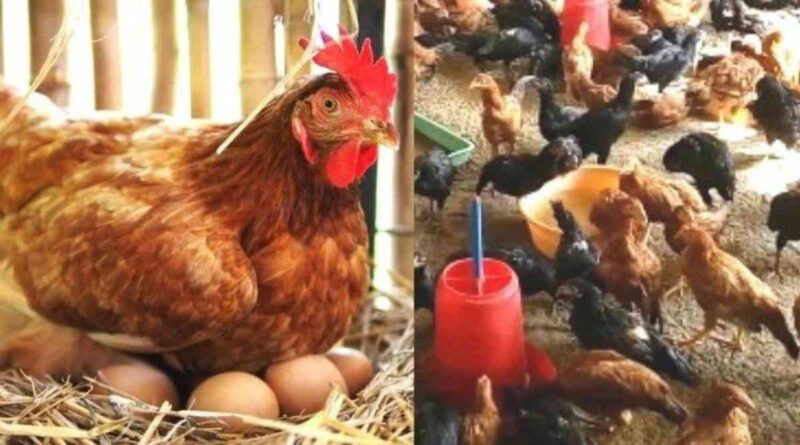 मुर्गी पालन व्यवसाय (3)