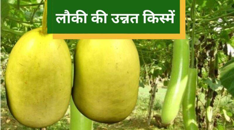 लौकी की खेती (bottle gourd farming)