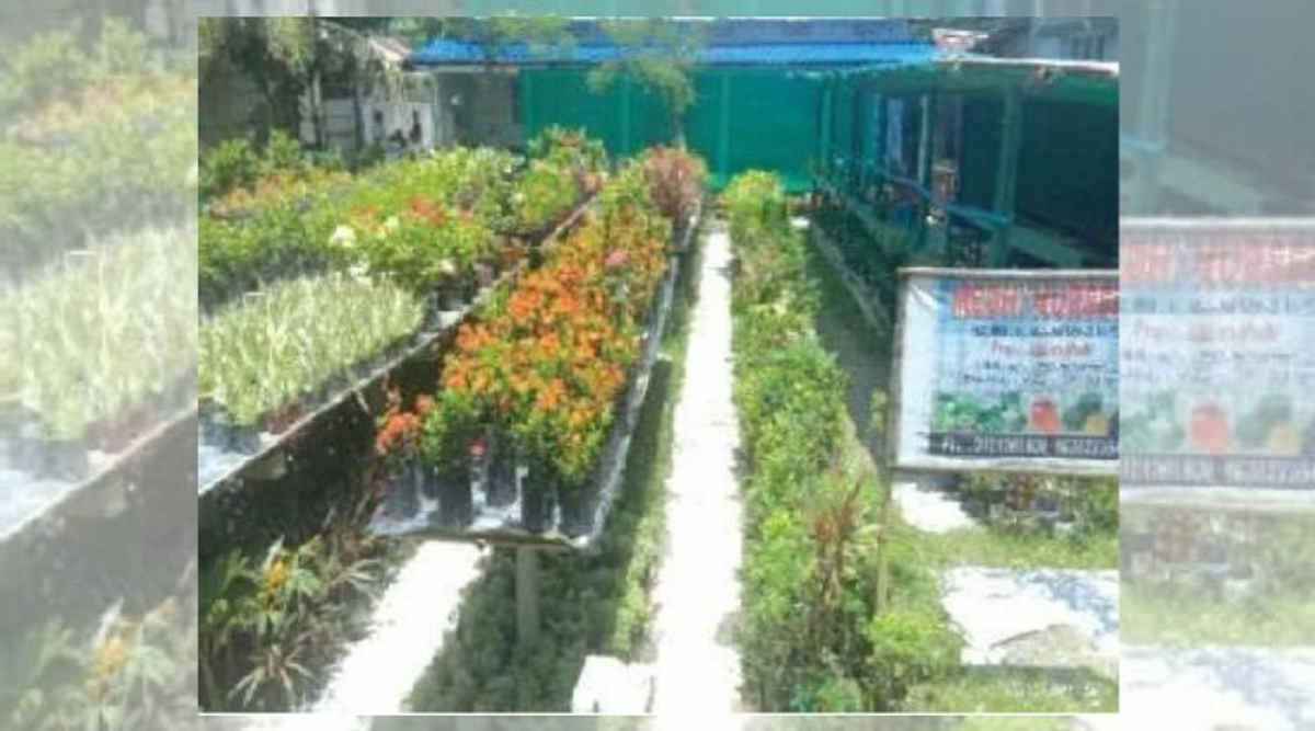 सब्ज़ी नर्सरी (Vegetable Nursery) 3