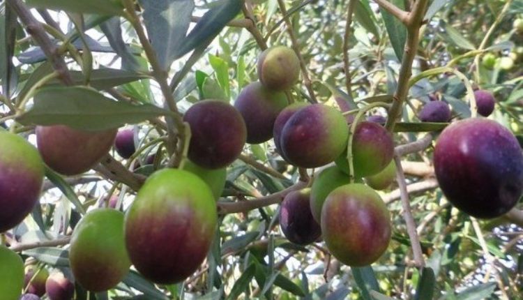 Olive Trees Farming: जैतून की खेती jaitun ki kheti 