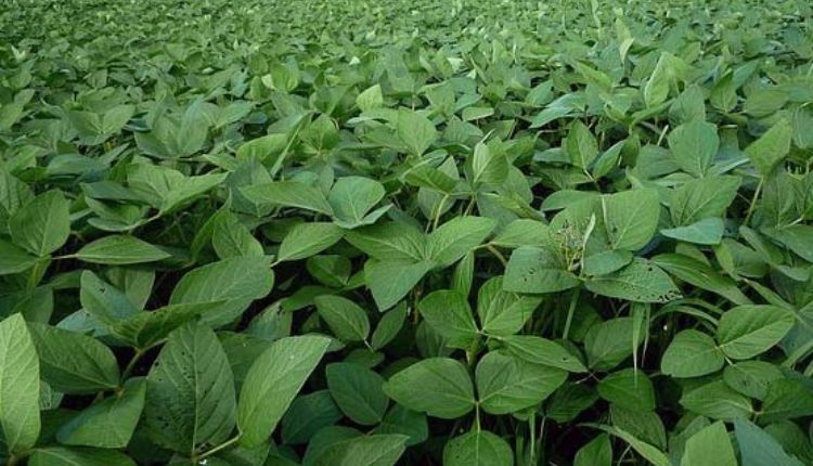soybean farming