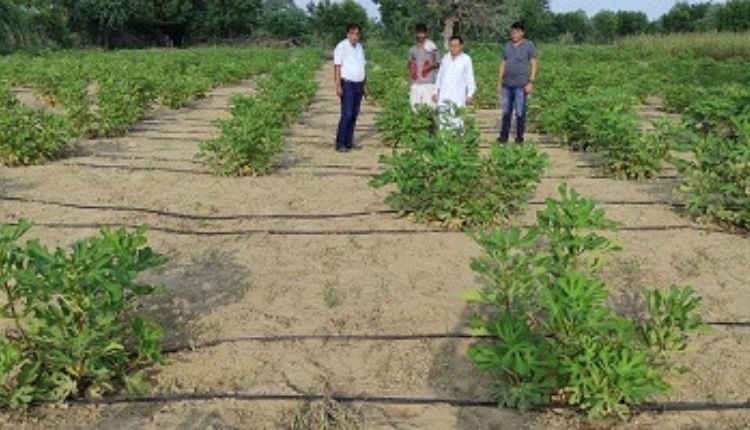 Fig Cultivation: अंजीर की खेती में उन्नत किस्म लगाई, राजस्थान के किसानों की आमदनी बढ़ा रही ‘डायना’