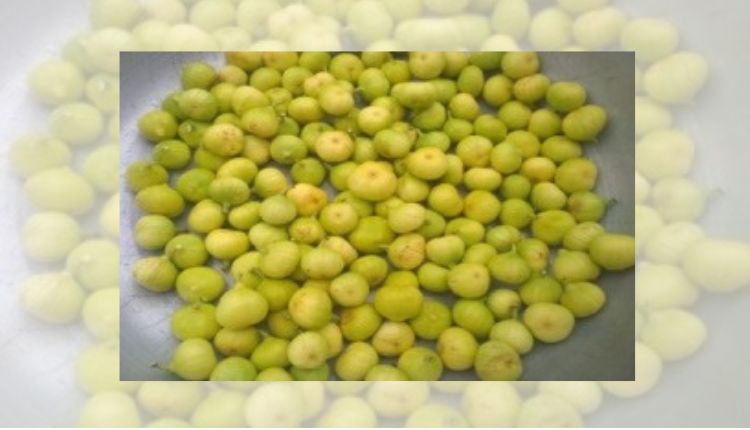 Fig Cultivation