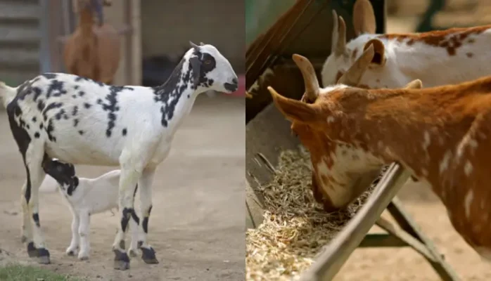 बकरी पालन में कैसे करें ज़्यादा कमाई?