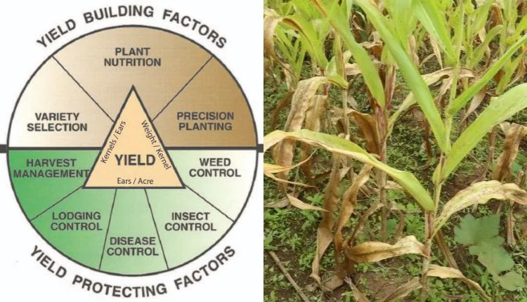 Nitrogen Management: कैसे स्मार्ट नाइट्रोजन प्रबंधन सफल कृषि की कुंजी है?