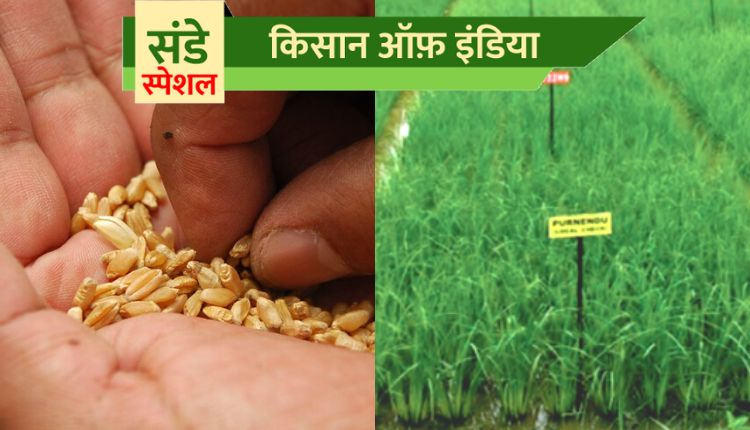 बीज फ़सल seed production बीज उत्पादन