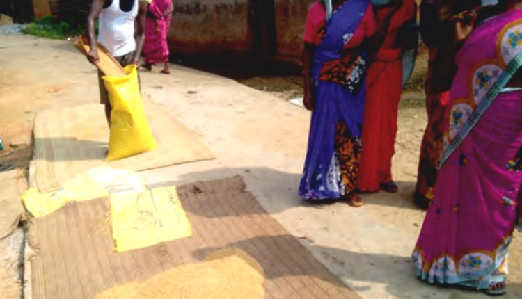 बीज फ़सल seed production बीज उत्पादन