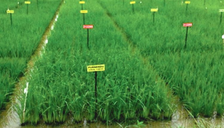 बीज फ़सल seed production बीज उत्पादन