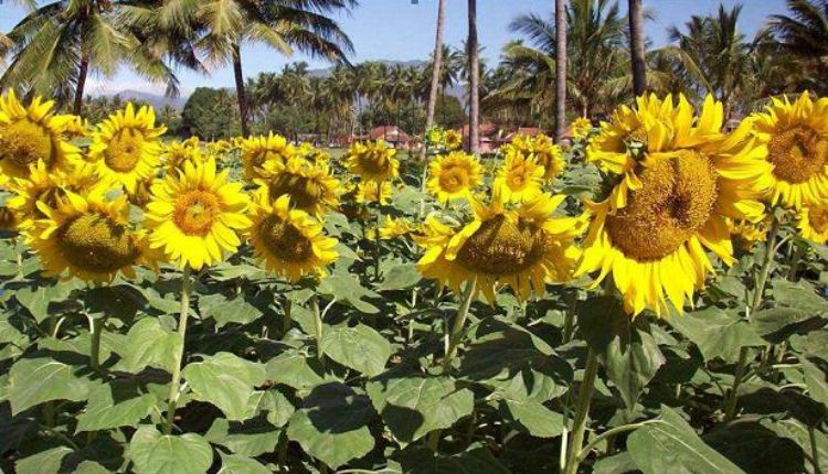 Sunflower farming सूरजमुखी की खेती 