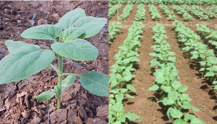 Sunflower farming