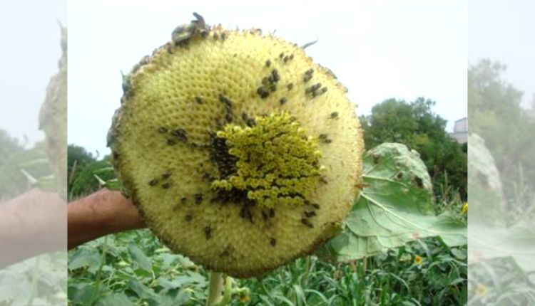 Sunflower farming