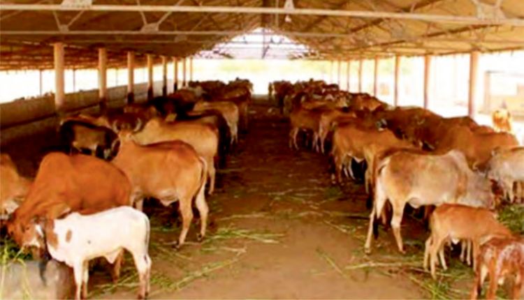 Organic Animal Husbandry