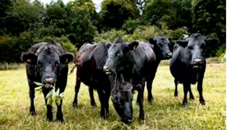 Organic Animal Husbandry