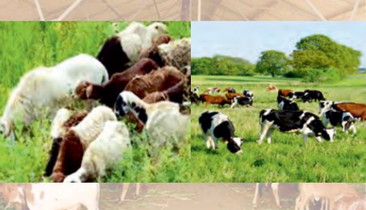 organic animal husbandry