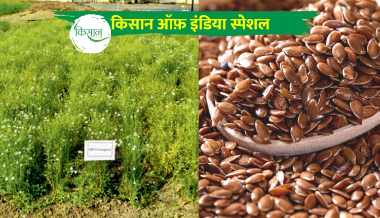 Flaxseed Farming: अलसी की खेती