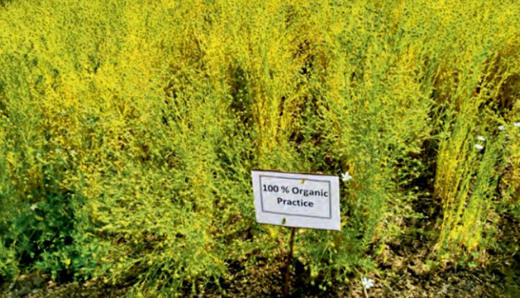Linseed Farming