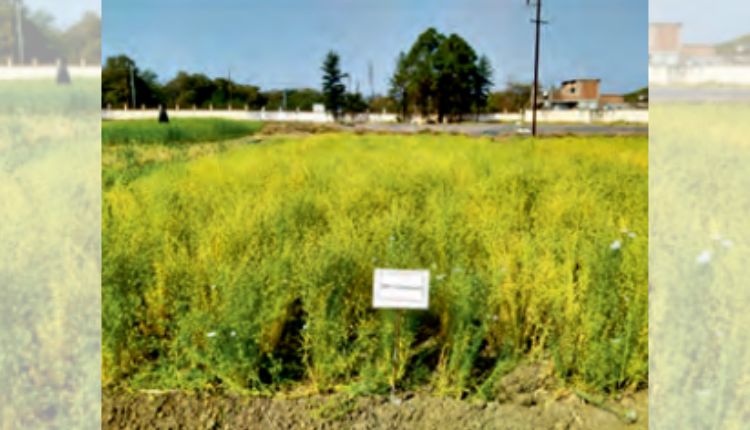 Linseed Farming