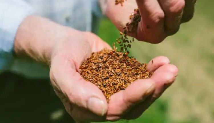 Linseed Farming