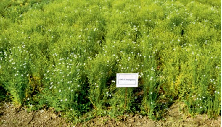 Linseed Farming