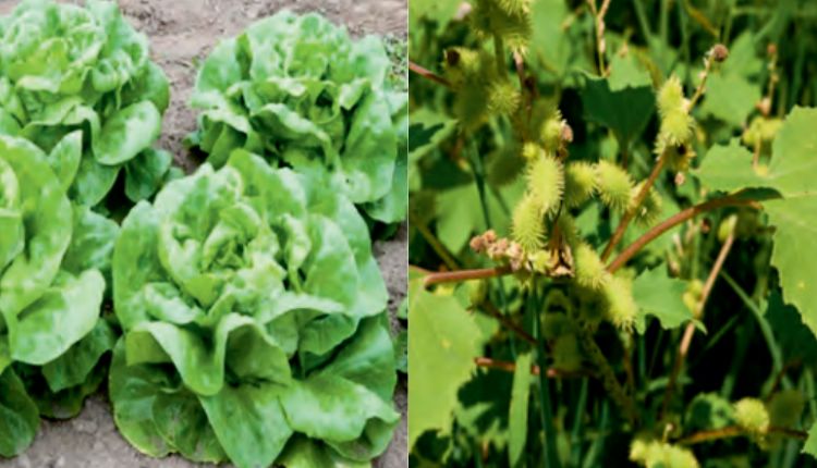 weed control