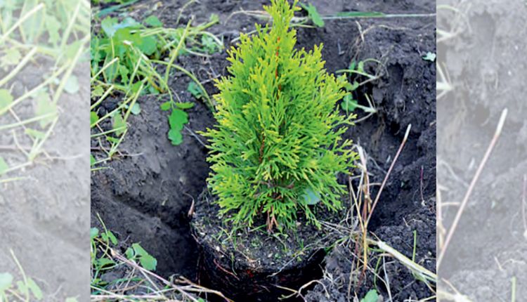 Weed control