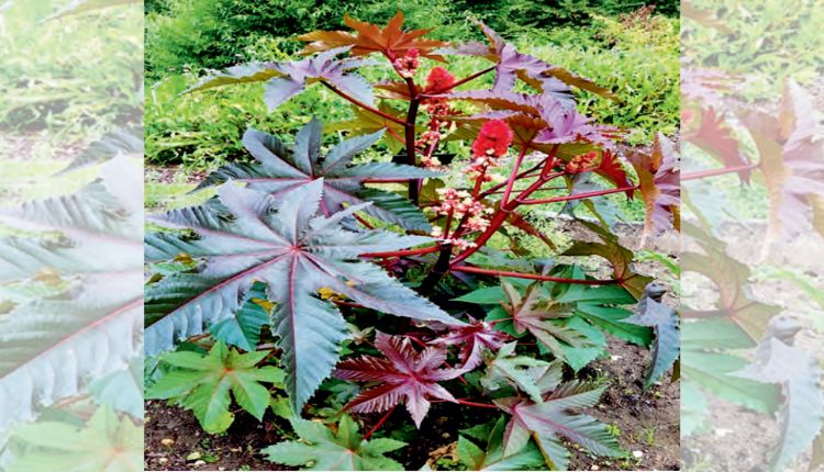 weed control