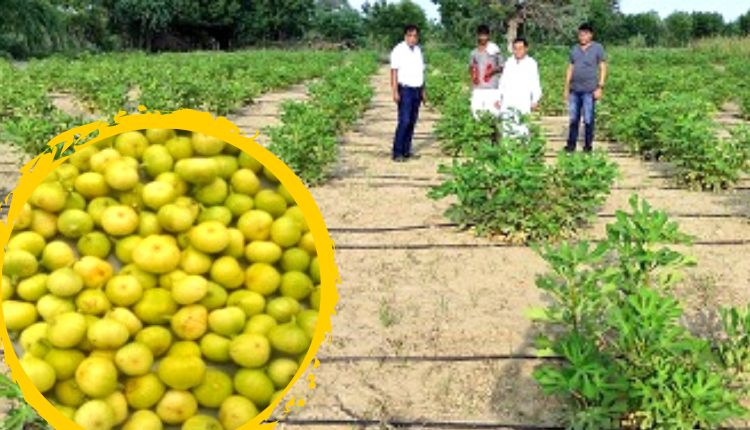 अंजीर की खेती anjeer ki kheti fig cultivation