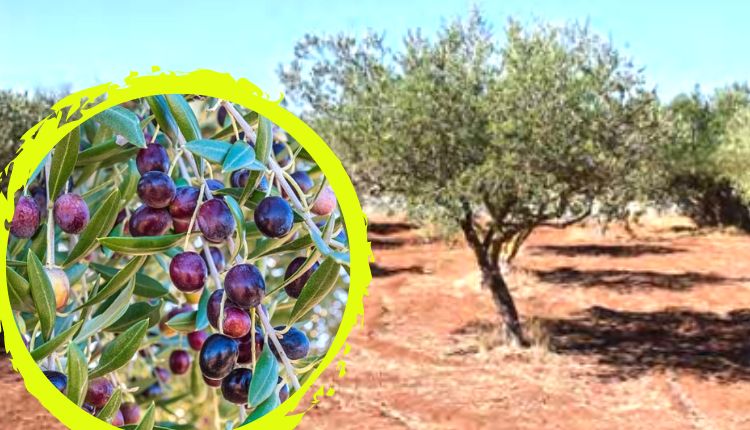 जैतून की खेती olive trees farming jaitun ki kheti