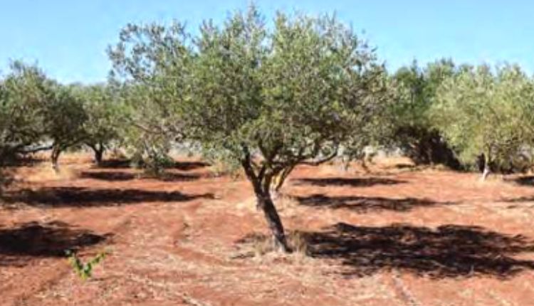 जैतून की खेती olive trees farming jaitun ki kheti 