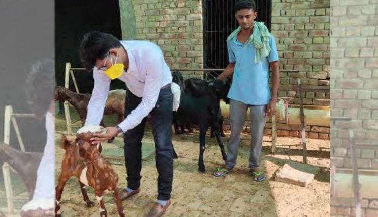 बकरी पालन व्यवसाय goat farming business