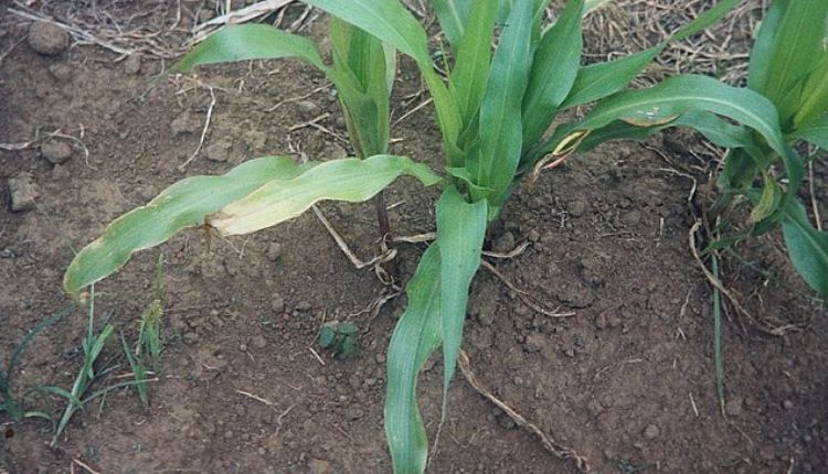 Soil Nutrients