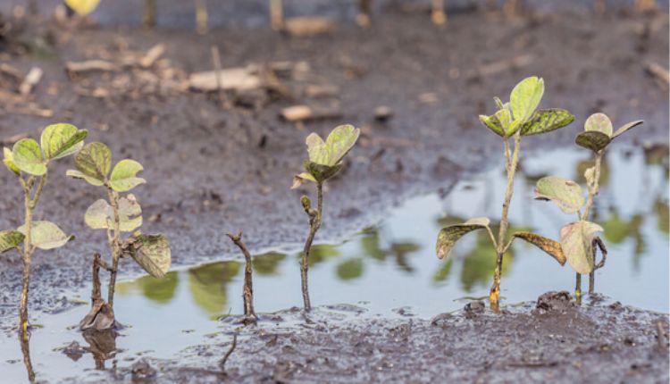 Soil Nutrients