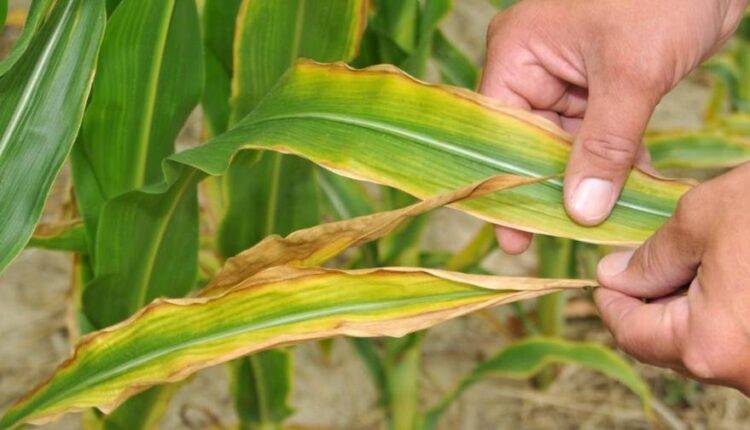 Soil Nutrients