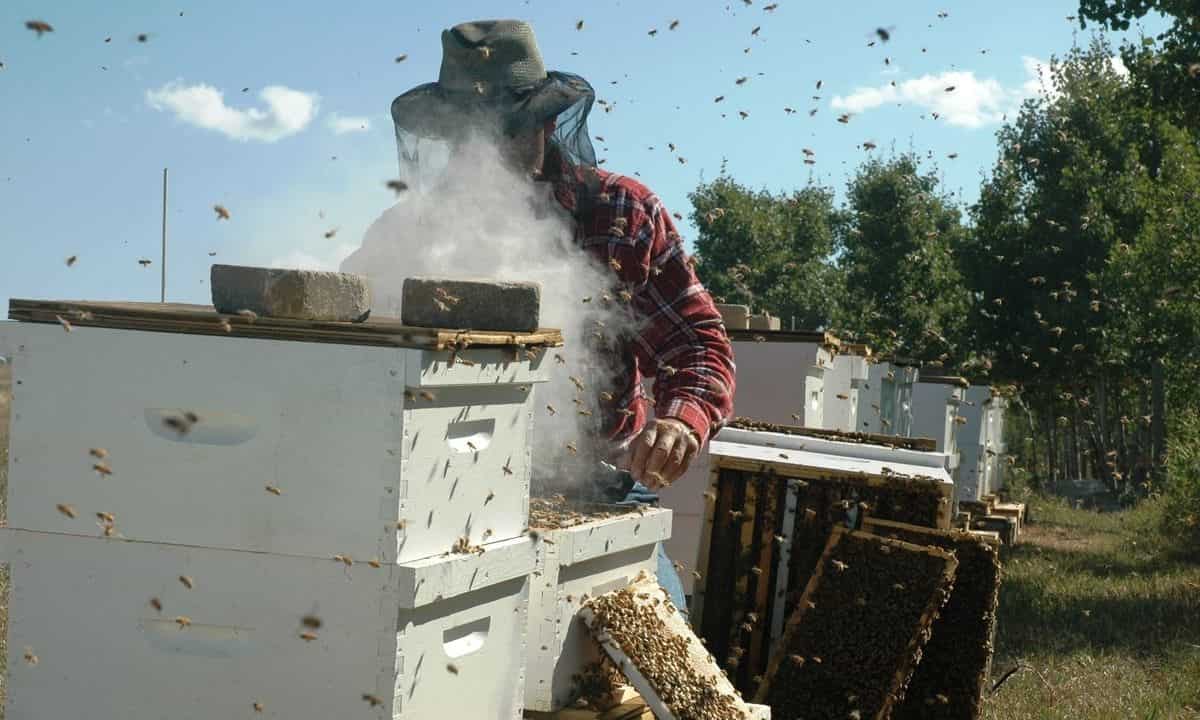 मधुमक्खी पालन Beekeeping