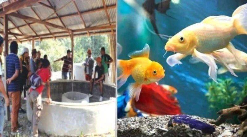 सजावटी मछली पालन Ornamental Fish Farming