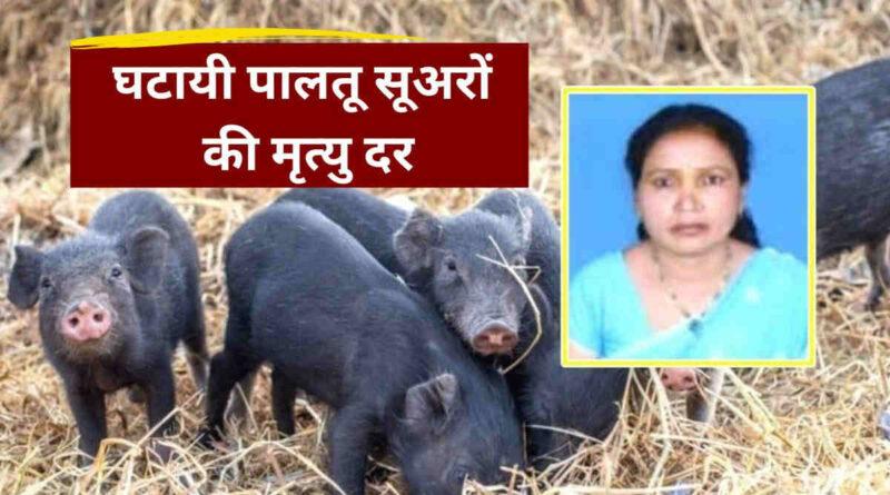 सूअर पालन pig farming jharkhand woman