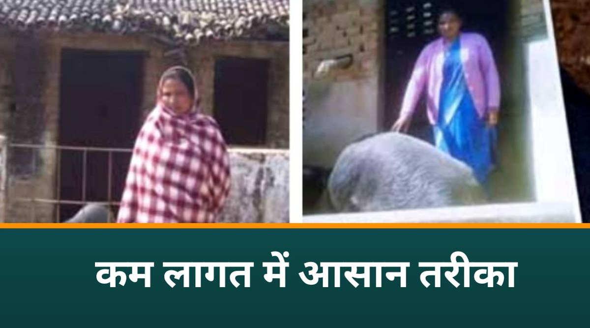 सूअर पालन pig farming