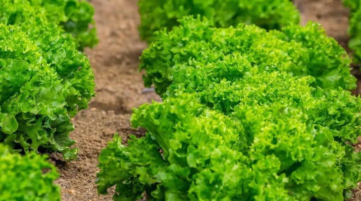 Lettuce Cultivation सलाद पत्ते की खेती