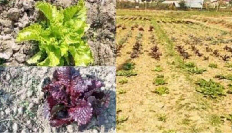 Lettuce Farming