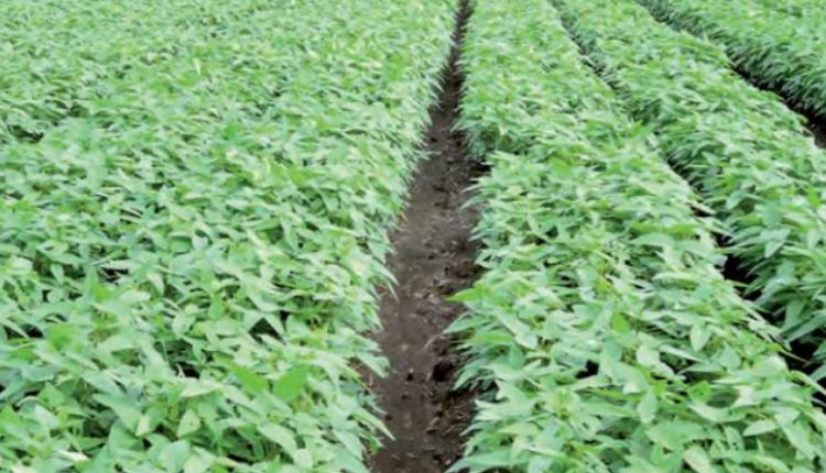 soybean farming