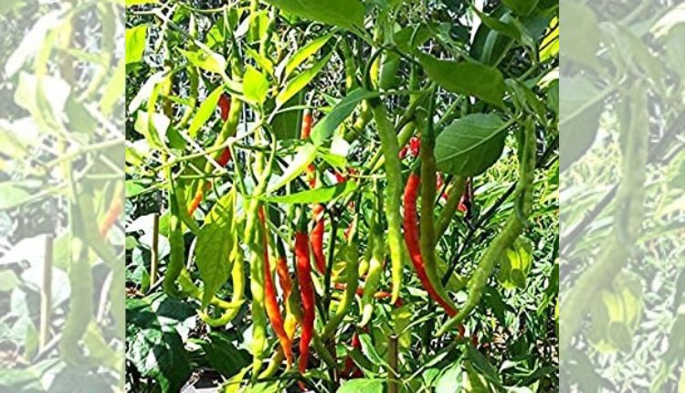 chilli