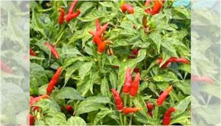 chilli