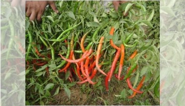 chilli