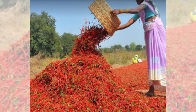 मिर्च की उन्नत किस्में