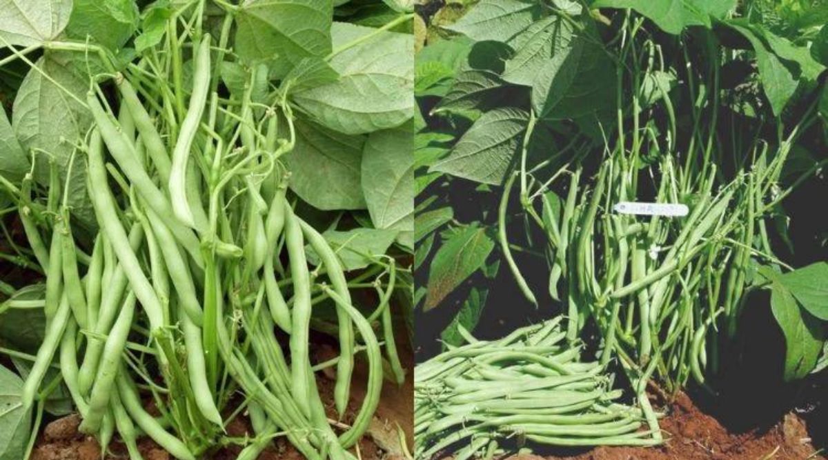सब्जियों की खेती कर्नाटक किसान vegetable farming