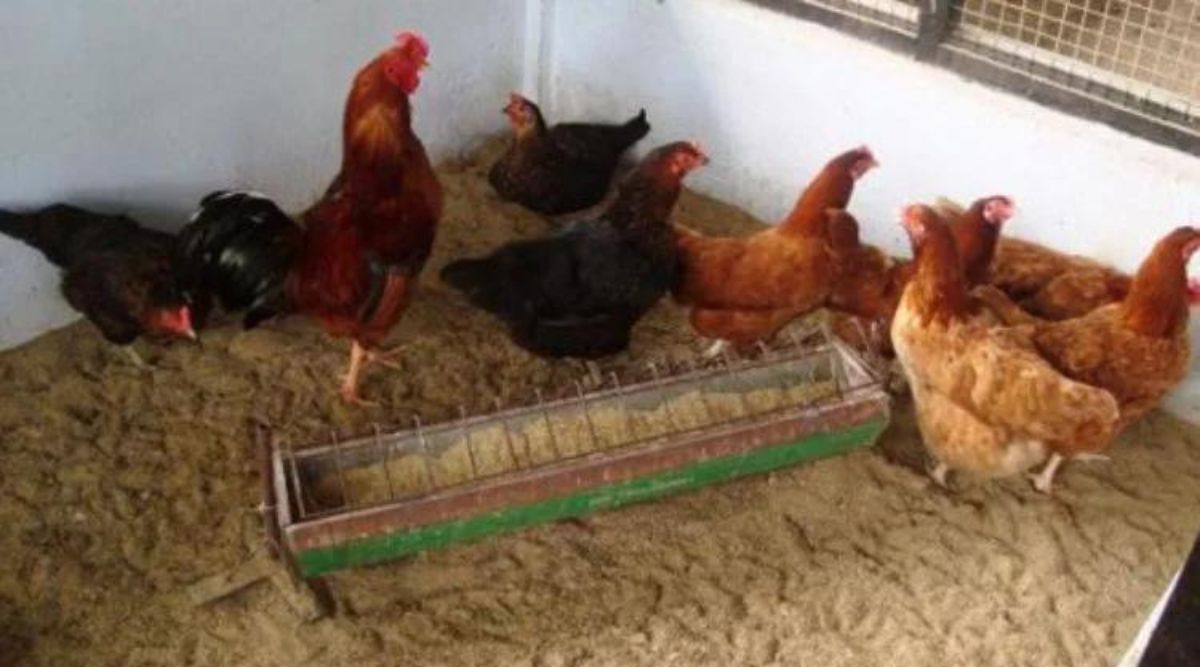 मुर्गी पालन poultry farming