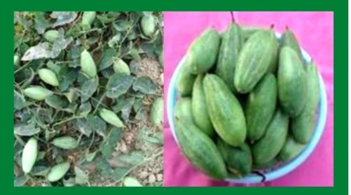 परवल की खेती (Pointed Gourd)