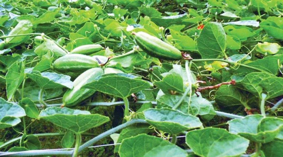 परवल की खेती (Pointed Gourd)