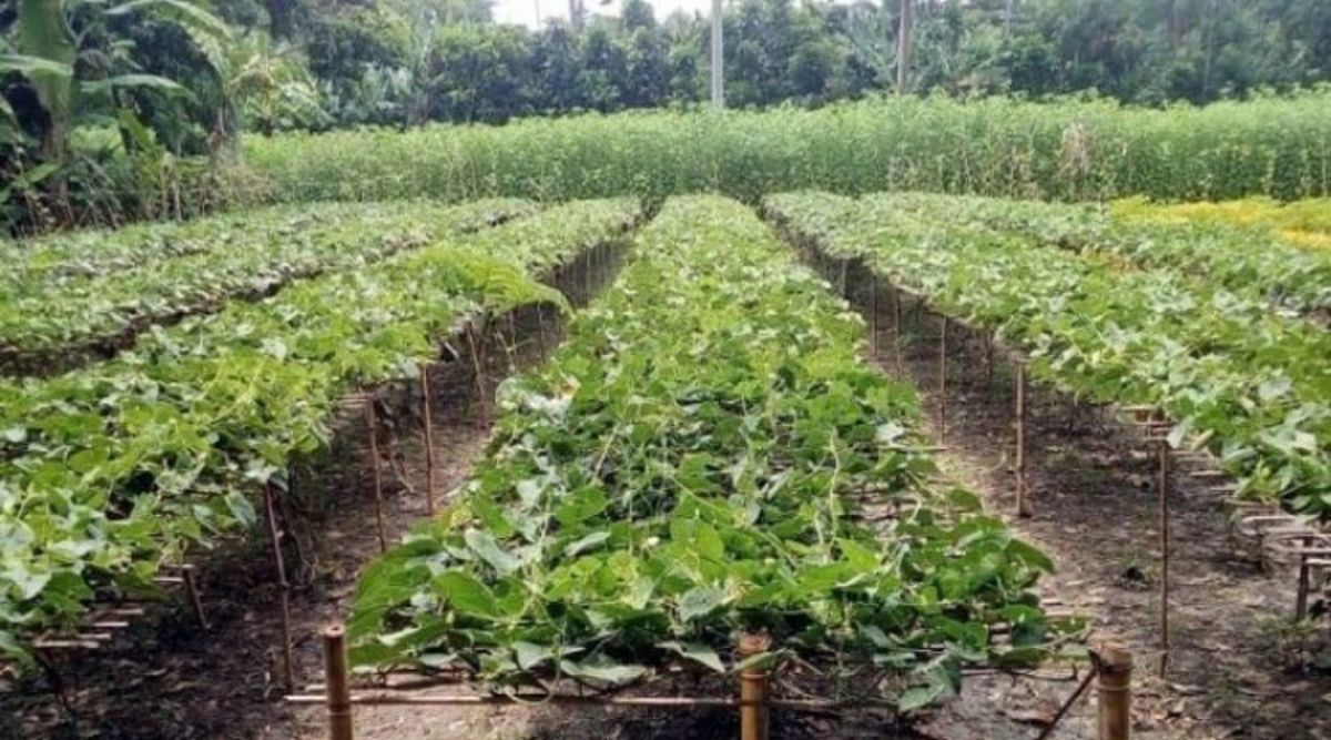 परवल की खेती (Pointed Gourd)